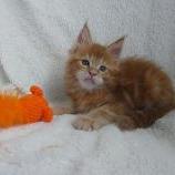 Maine coon kittens