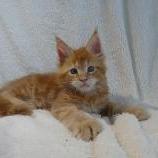 Maine coon kittens