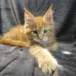 Maine coon kittens