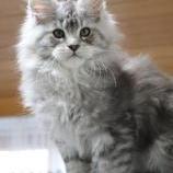 Maine Coon male