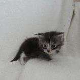 Maine coon kittens
