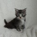 Maine coon kittens
