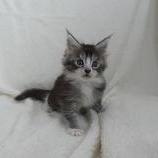 Maine coon kittens