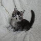 Maine coon kittens