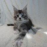 Maine coon kittens