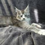 Maine coon kittens