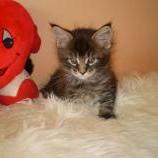 Maine coon kittens