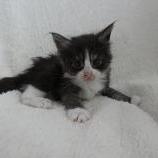Maine coon kittens