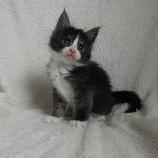 Maine coon kittens