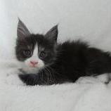 Maine coon kittens