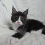 Maine coon kittens