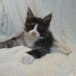 Maine coon kittens