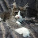 Maine coon kittens