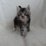 Maine coon kittens