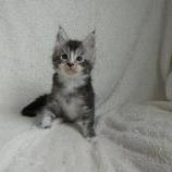 Maine coon kittens