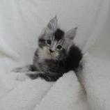 Maine coon kittens