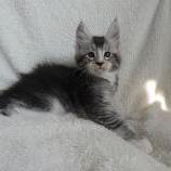 Maine coon kittens