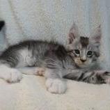 Maine coon kittens