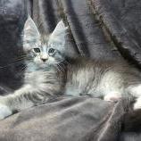 Maine coon kittens