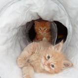 Maine coon kittens