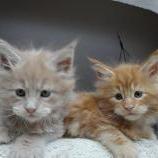 Maine coon kittens