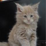 Maine coon kittens
