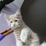 Maine coon kittens