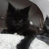 Maine coon kittens
