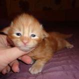 Maine coon kittens