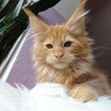 Maine coon kittens