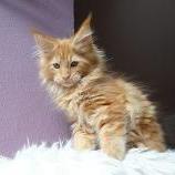 Maine coon kittens