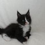 Maine coon kittens