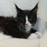 Maine coon kittens