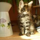Maine coon kittens
