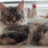 Maine Coon Female