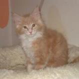 Maine coon kittens