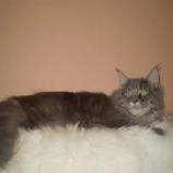 Maine Coon Female