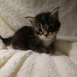 Maine coon kittens