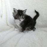 Maine coon kittens