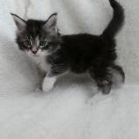 Maine coon kittens