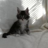 Maine coon kittens