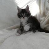 Maine coon kittens