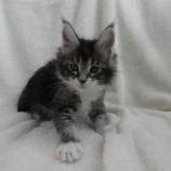 Maine coon kittens
