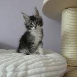 Maine coon kittens