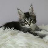 Maine coon kittens