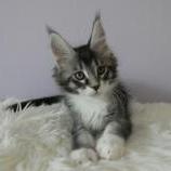 Maine coon kittens