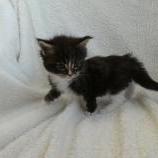 Maine coon kittens