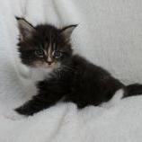 Maine coon kittens