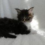 Maine coon kittens