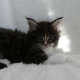 Maine coon kittens